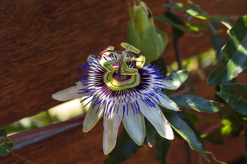 passion flower.jpg